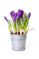 Purple Crocus flowers in zink pot