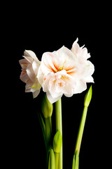 white Amaryllis flower in closeup