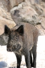 sanglier