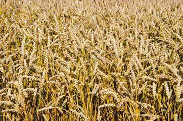 wheat ears background in the summer