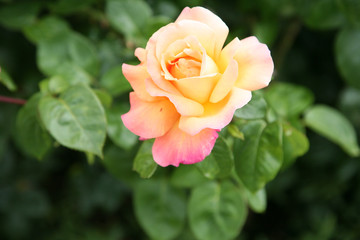 Vibrant orange rose