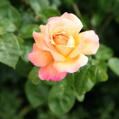 Vibrant orange rose