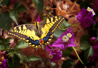 Yellow Butterfly