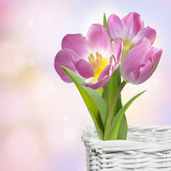 Pink spring tulips in white basket