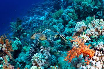 Hawksbill turtle