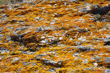 lichen