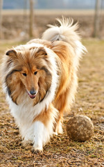 Collie spielt Fußball