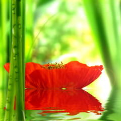 Panele Szklane Podświetlane  Kwiat maku