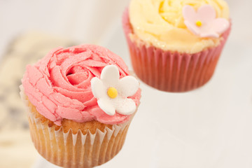 Cupcakes isolated against light background