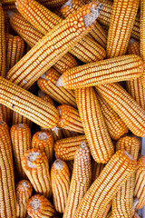 Fototapeta na wymiar yellow corn