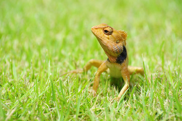 lizard