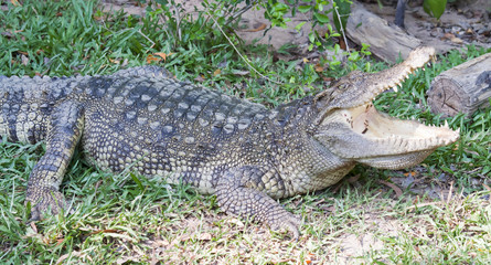 Crocodile