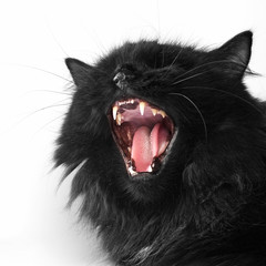 Obraz premium angry black persian cat on white background