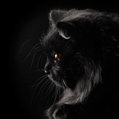 black persian cat on black background