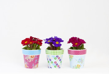 Colorful flowerpots with primroses