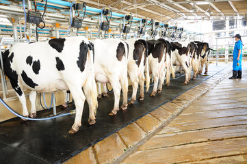 Modern cows farming