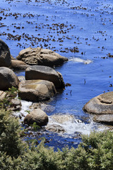 Fototapeta na wymiar Closeup of Kelp and boulders