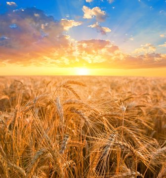 sunrise among a wheat fields