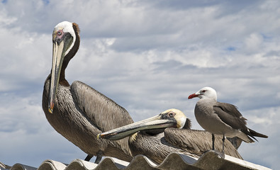 Pelicans and seagull on a roof