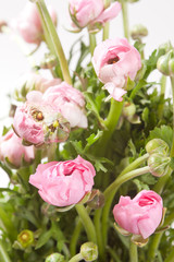 pink Ranunculus