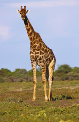 Giraffe, Etosha Park, Namibia, Giraffa camelopardalis