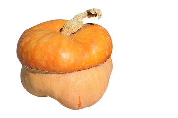 Zapallo, fondo blanco.