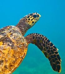 See turtle
