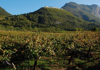 Veduta di Castel Beseno dai vigneti
