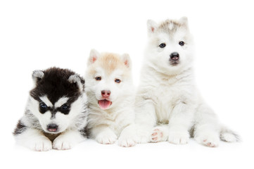 three Siberian husky puppy dog