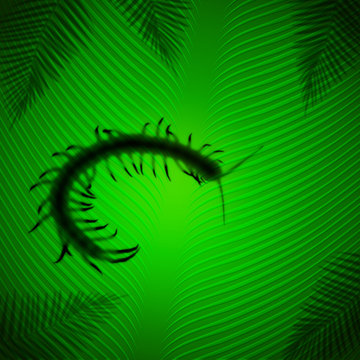 Centipede shadow on banana leaf in the tropical sun