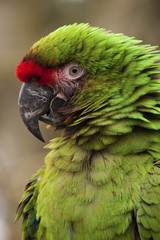 Military Macaw (Ara Militaris).  The photo of the military macaw was taken in an animal sanctuary in Cumbria, England.