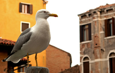 Sea gull - Gabbiano