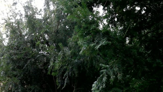Eiben im Wind