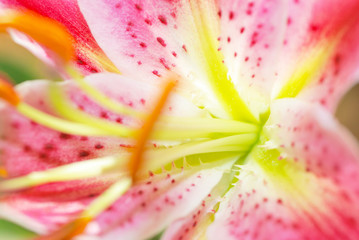 Pink lily close up