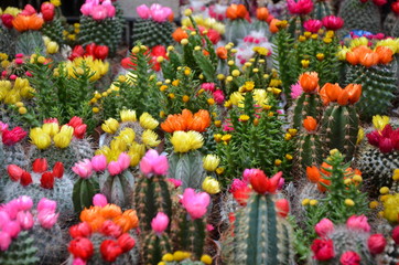 mini cactus © brenac