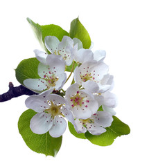 Branch of pear flower