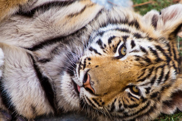 Asian tiger seen in close up