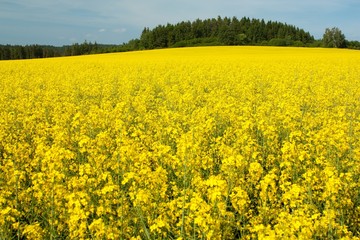 Obraz premium field of rapeseed