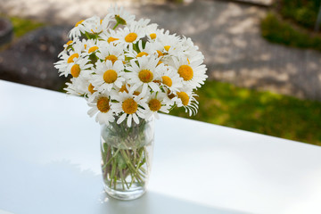 daisies on a window-sill