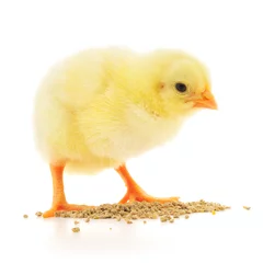 Photo sur Plexiglas Poulet Baby chicken having a meal