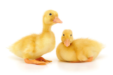 Two ducklings