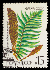 USSR - CIRCA 1987: A stamp printed in USSR shows Matteuccia Comm