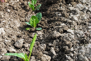 salad seedlings in the soil in organic garden
