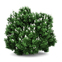 oakleaf hydrangea bush isolated on white background - 39724123