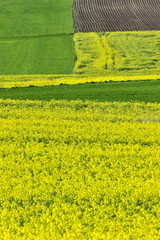 argiculture, country, rapefield, landscape, spring, yellow