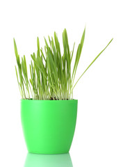beautiful grass in a flowerpot isolated on white