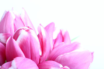 Fototapeta na wymiar bouquet of pink tulips on white background