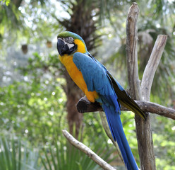 Macaw Parrot