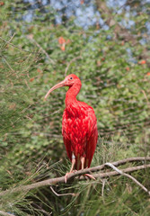 Scarlet ibis (Eudocimus Ruber)