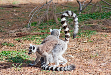 Naklejka na ściany i meble Dwa lemury katta (Lemur catta)